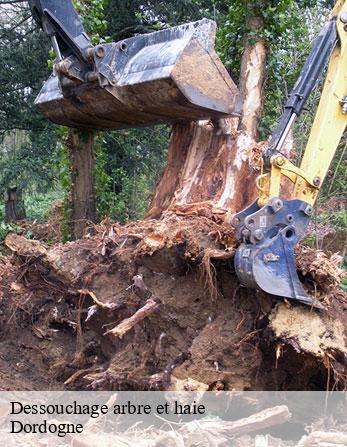 Dessouchage arbre et haie Dordogne 