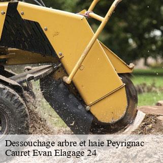 Dessouchage arbre et haie  peyrignac-24210 Cauret Evan Elagage 24